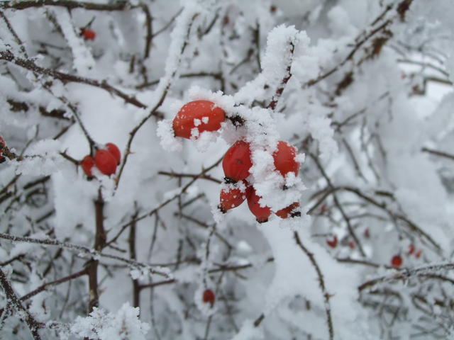 640x480/dscf8836.jpg