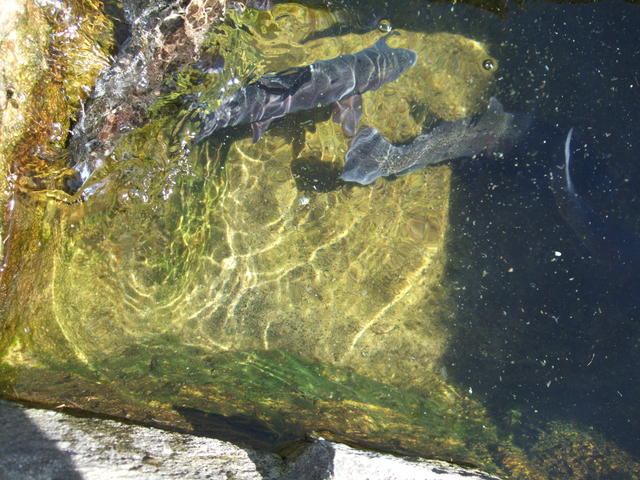 640x480/dscf5476.jpg