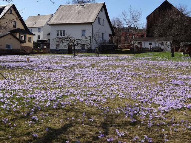 640x480/drebach01_krokus.jpg