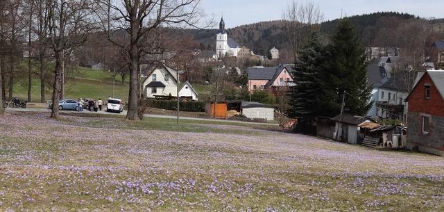 640x480/drebach04_krokus.jpg