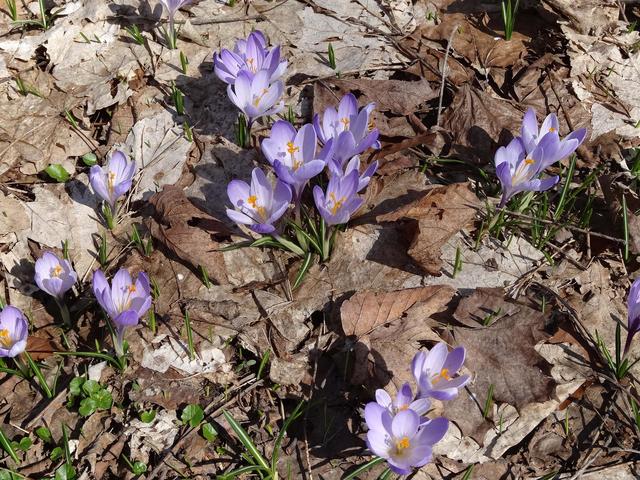 640x480/drebach08_krokus.jpg