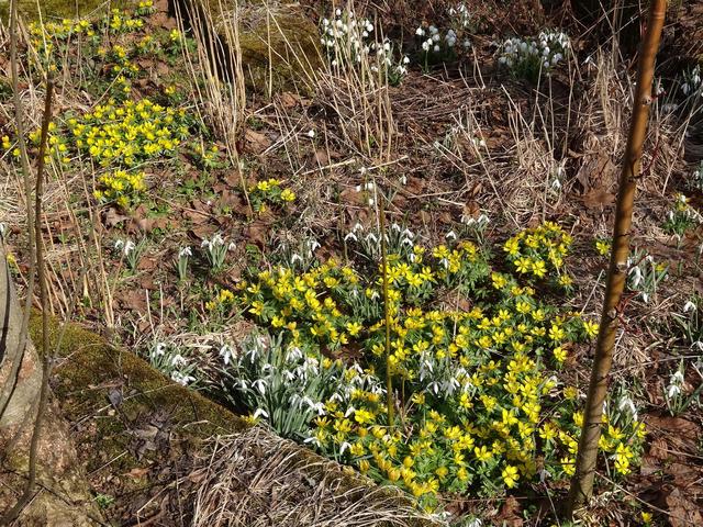 640x480/drebach10_krokus.jpg