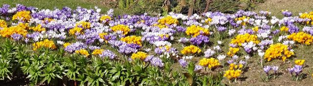 640x480/drebach11_krokus.jpg