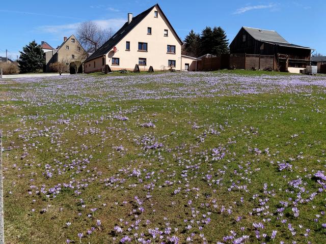 640x480/schloesschen_krokus1.jpg
