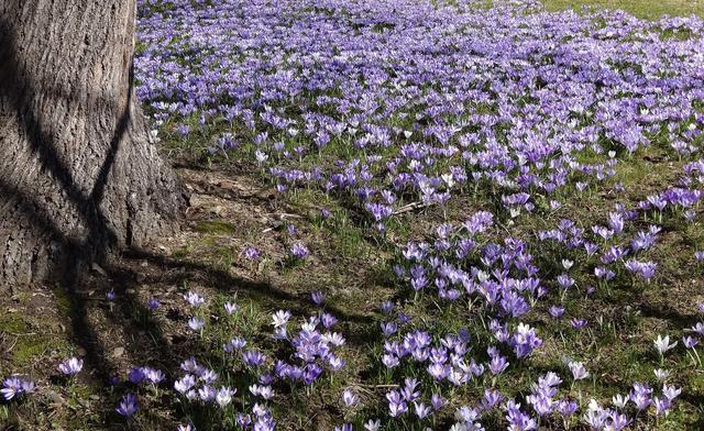 640x480/schloesschen_krokus2.jpg