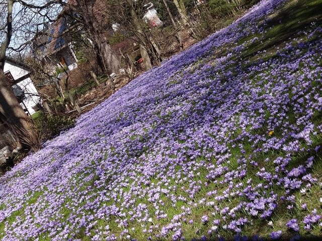 640x480/schloesschen_krokus3.jpg
