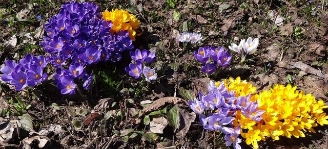 640x480/schloesschen_krokus_garten.jpg